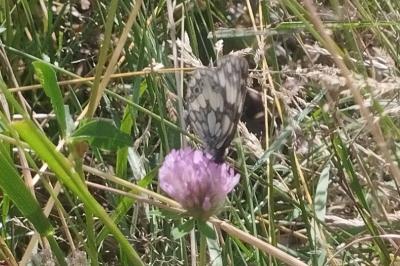 <i>Melanargia galathea</i>