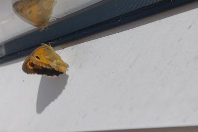 <i>Arethusana arethusa</i>