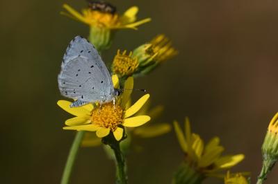 <i>Celastrina argiolus</i>