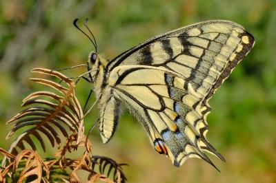 <i>Papilio machaon</i>