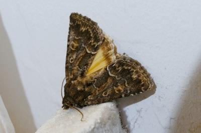<i>Thalpophila matura</i>