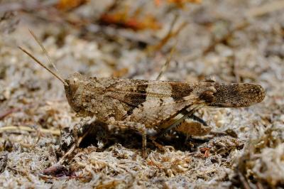 <i>Oedipoda caerulescens</i>