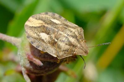 <i>Eurygaster testudinaria</i>
