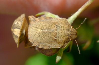 <i>Eurygaster testudinaria</i>