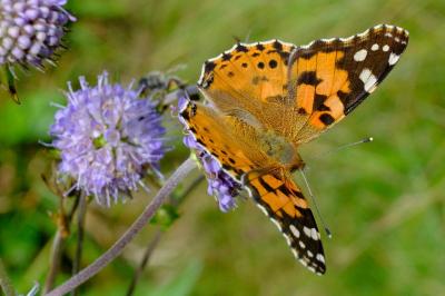 <i>Vanessa cardui</i>