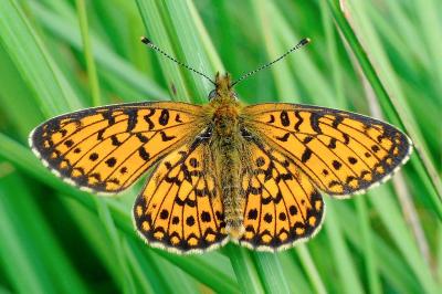 <i>Boloria selene</i>