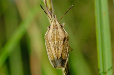 <i>Aelia acuminata</i>