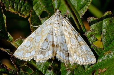 <i>Elophila nymphaeata</i>