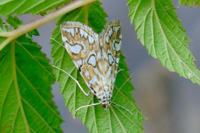 <i>Elophila nymphaeata</i>
