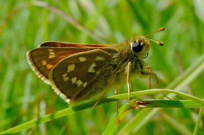 <i>Hesperia comma</i>