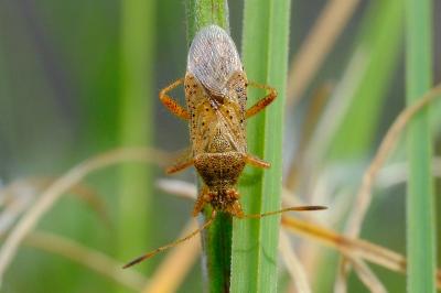 <i>Rhopalus maculatus</i>
