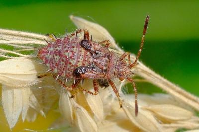 <i>Rhopalus maculatus</i>