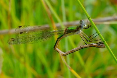 <i>Lestes sponsa</i>