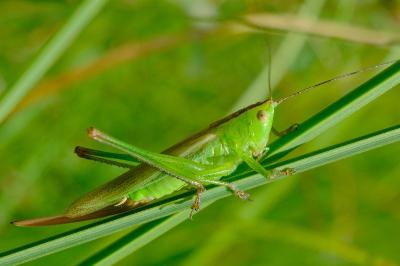 <i>Conocephalus fuscus</i>