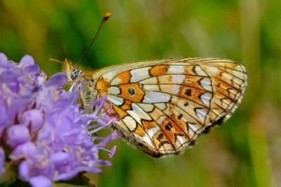 <i>Boloria selene</i>