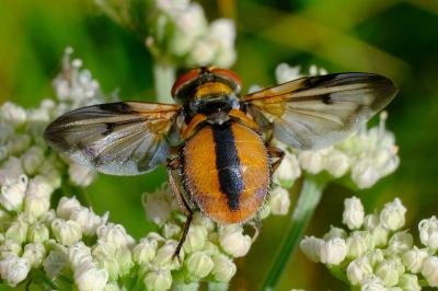 <i>Ectophasia crassipennis</i>