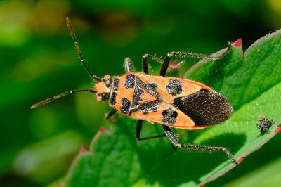 <i>Corizus hyoscyami</i>