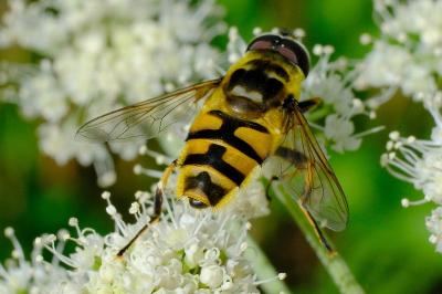 <i>Myathropa florea</i>