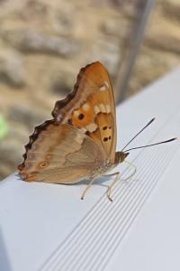 <i>Apatura ilia</i>