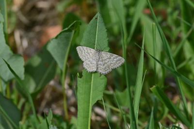 <i>Scopula immorata</i>