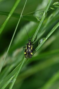 <i>Grypocoris sexguttatus</i>