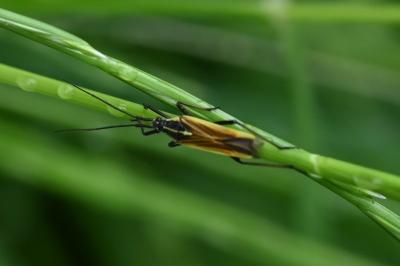 <i>Leptopterna dolabrata</i>