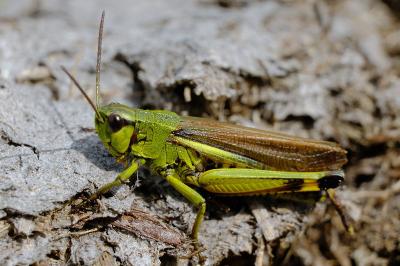 <i>Stethophyma grossum</i>