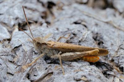 <i>Chorthippus vagans</i>