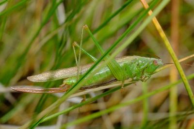 <i>Conocephalus fuscus</i>