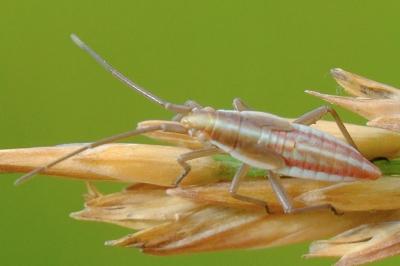 <i>Stenodema calcarata</i>