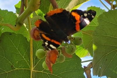 <i>Vanessa atalanta</i>