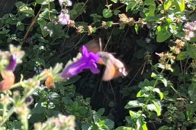 <i>Macroglossum stellatarum</i>