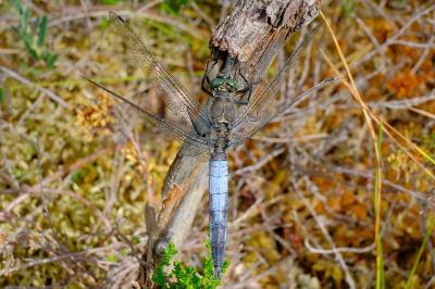 <i>Orthetrum cancellatum</i>