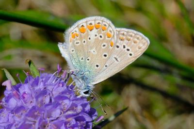 <i>Polyommatus icarus</i>