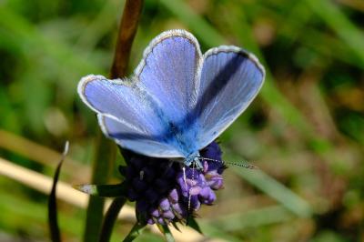 <i>Polyommatus icarus</i>