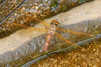 <i>Aeshna grandis</i>