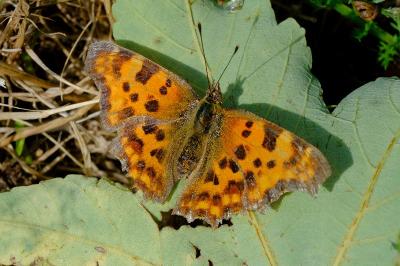 <i>Polygonia c-album</i>
