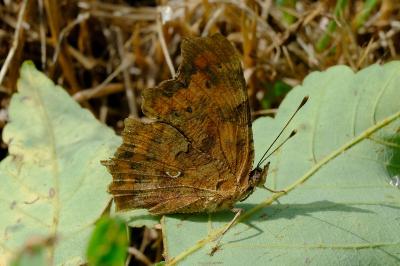 <i>Polygonia c-album</i>