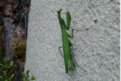 <i>Mantis religiosa</i>