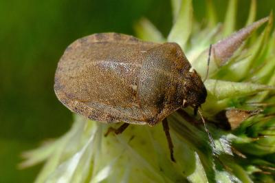 <i>Eurygaster testudinaria</i>