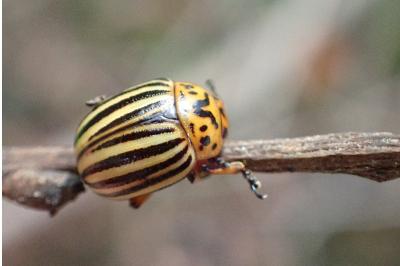 <i>Leptinotarsa decemlineata</i>