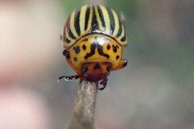 <i>Leptinotarsa decemlineata</i>