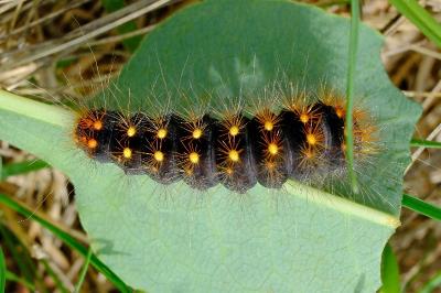 <i>Acronicta auricoma</i>