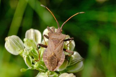 <i>Coreus marginatus</i>