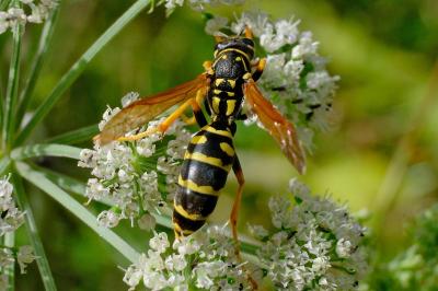 <i>Polistes dominula</i>