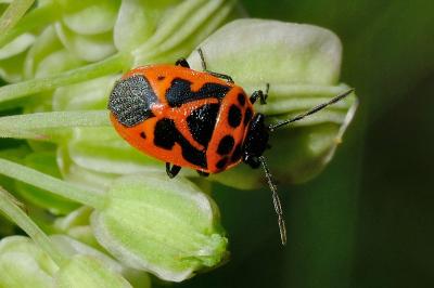 <i>Eurydema dominulus</i>