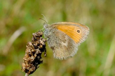 <i>Coenonympha pamphilus</i>