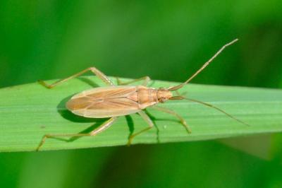 <i>Stenodema holsata</i>