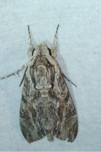 <i>Agrius convolvuli</i>