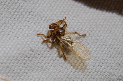<i>Lipoptena cervi</i>